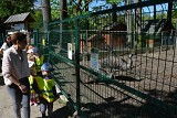 11.05.2023 - WYCIECZKA DO STAJNI MIEJSKIEJ MINI ZOO W ŻYWCU