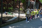 11.05.2023 - WYCIECZKA DO STAJNI MIEJSKIEJ MINI ZOO W ŻYWCU